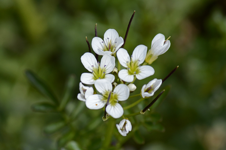 Cardamine amara / Billeri amaro